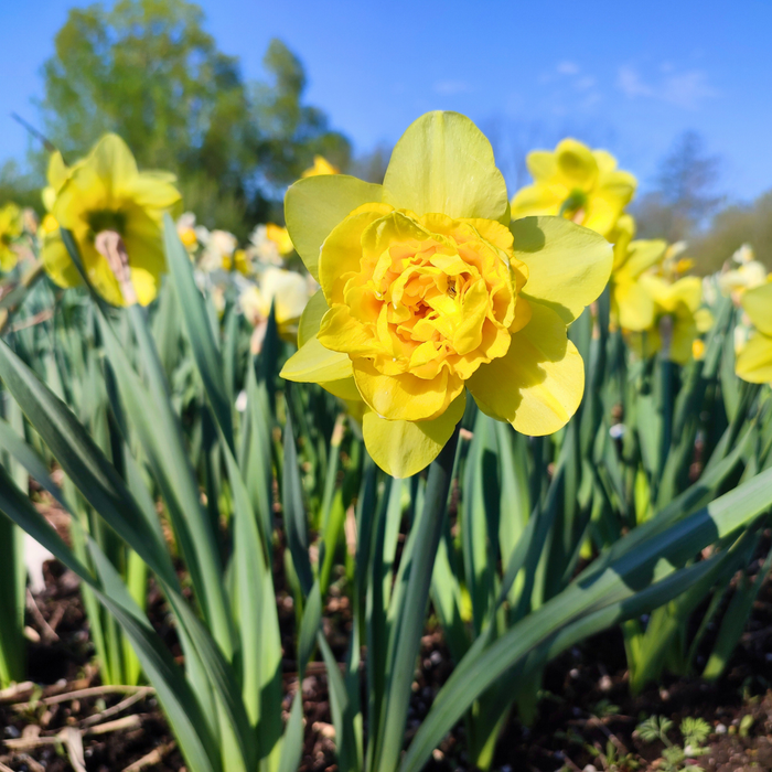 Narcissus (daffodil) - Dick Wilden (Double) - 5 bulbs p-pack