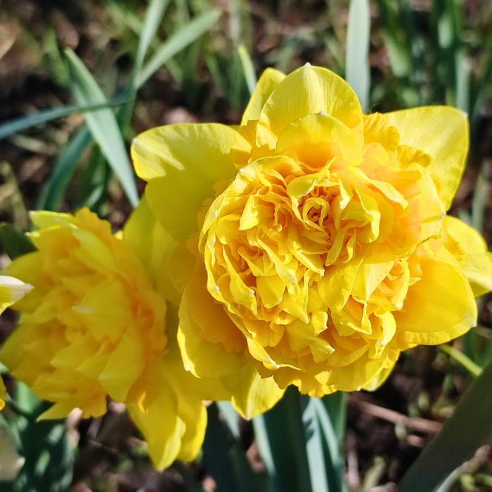Narcissus (daffodil) - Dick Wilden (Double) - 5 bulbs p-pack