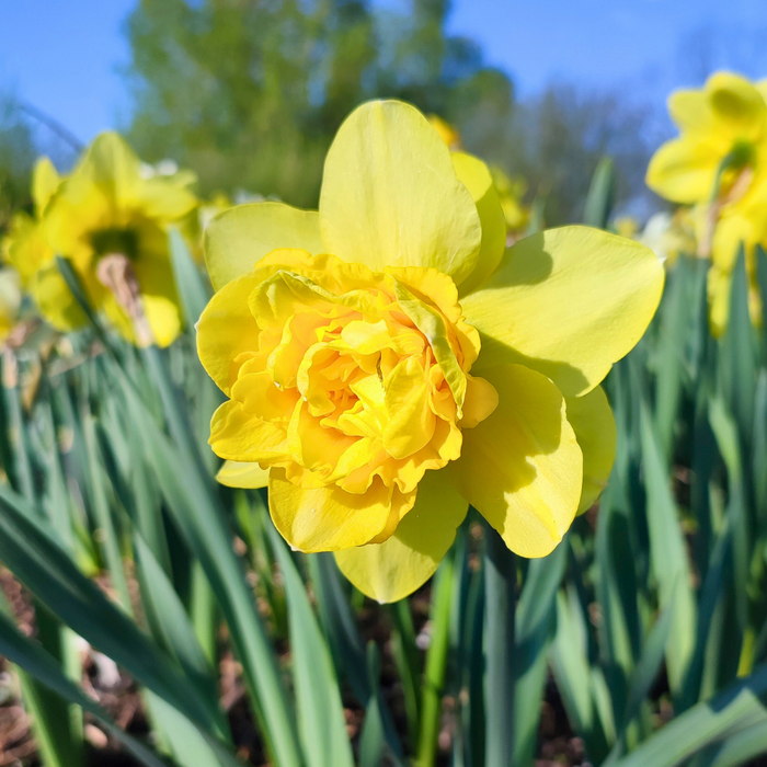 Narcissus (daffodil) - Dick Wilden (Double) - 5 bulbs p-pack
