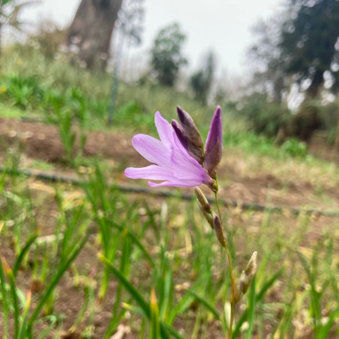 Dierama floriferum Evergreen - 5 bulbs p-pack