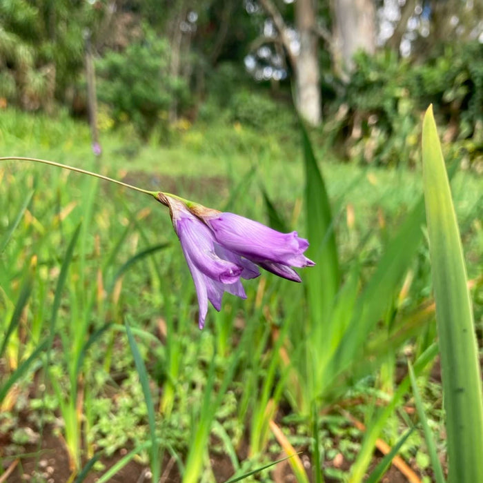 Dierama floriferum Evergreen - 5 bulbs p-pack