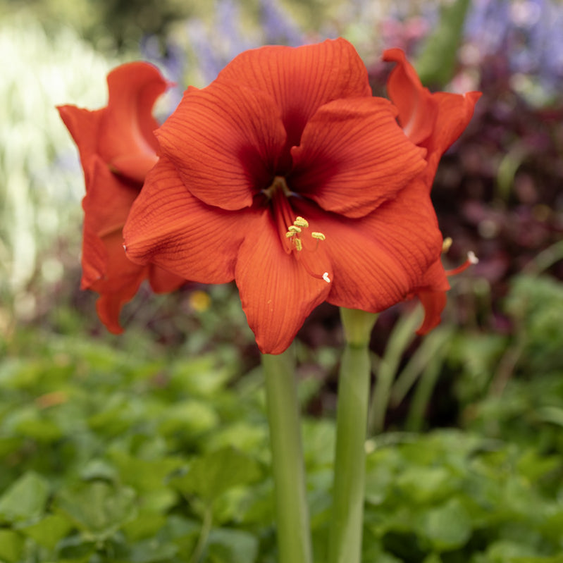 Hippeastrum Bulbs in Home & Garden Hippeastrum Bulbs in Home & Garden