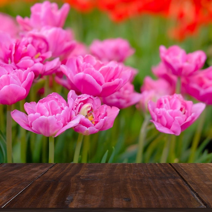 Cold-Treated Tulips - Double Princess - Single - 10 bulbs p-pack
