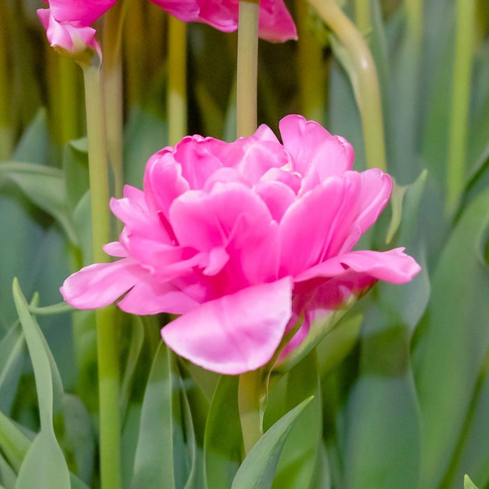 Cold-Treated Tulips - Double Princess - Single - 10 bulbs p-pack