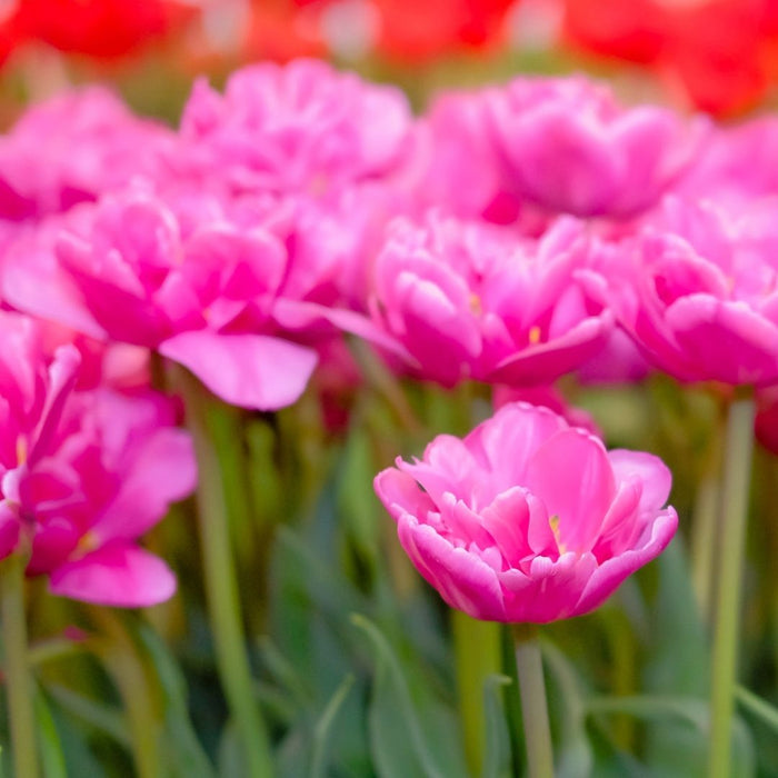 Cold-Treated Tulips - Double Princess - Single - 10 bulbs p-pack