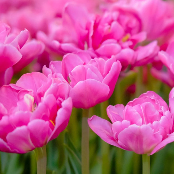Cold-Treated Tulips - Double Princess - Single - 10 bulbs p-pack