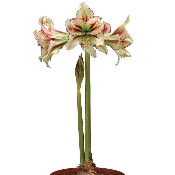 Amaryllis Sonatini - Dragonfly™ - 1 bulbs p-pack