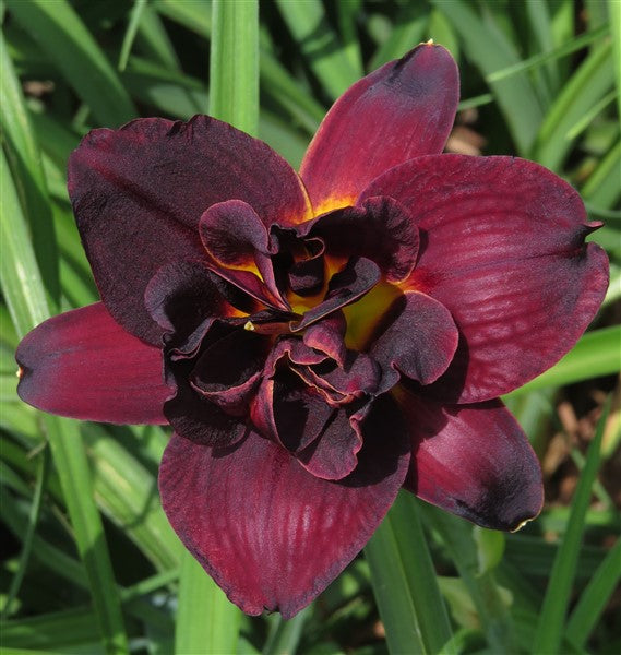 Hemerocallis (daylily) - Drama Queen (double)- 1 plant p-pack
