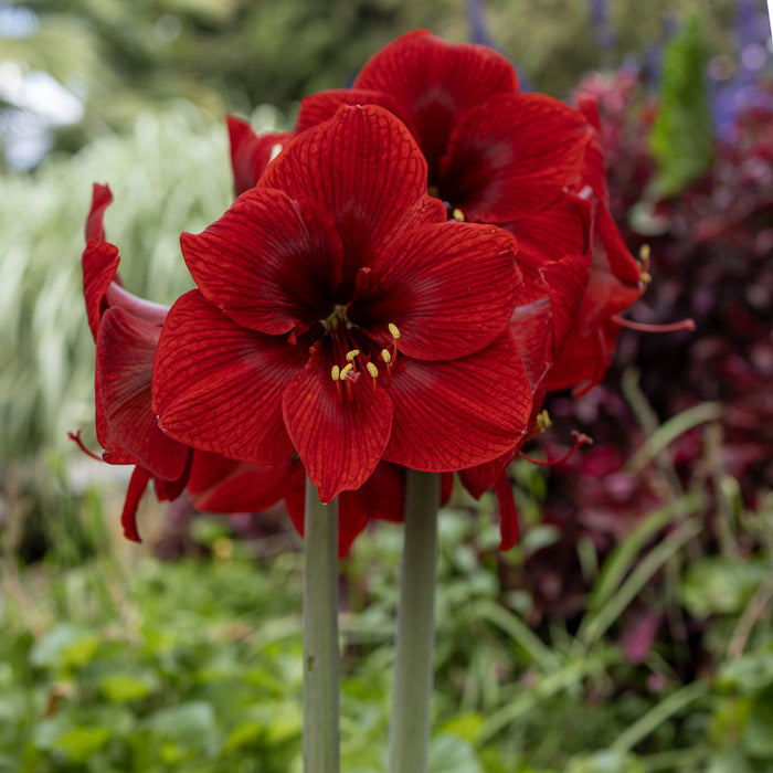 Amaryllis Sonata Single - Dynamite™- 2 bulbs p-pack