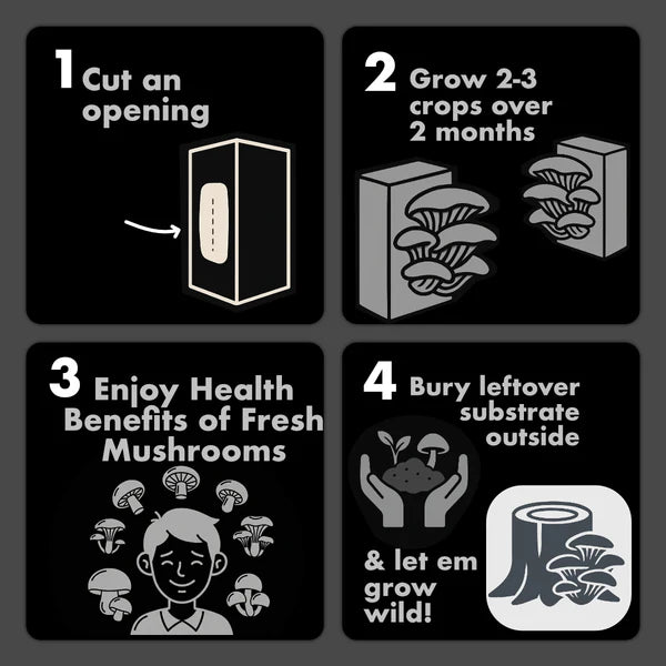 Farmers Favorite - Lionsmane Mushroom Box