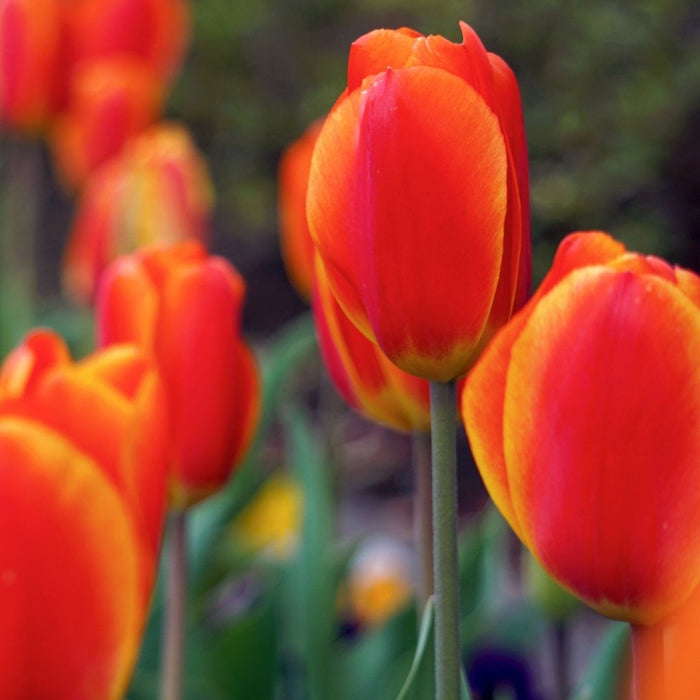 Cold-Treated Tulips - Esta Bonita  - 10 bulbs p-pack