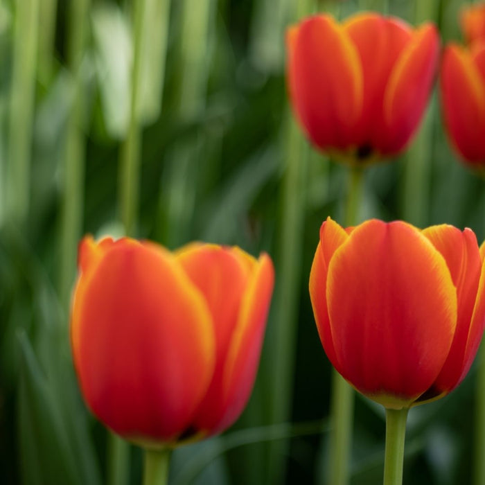 Cold-Treated Tulips - Esta Bonita  - 10 bulbs p-pack