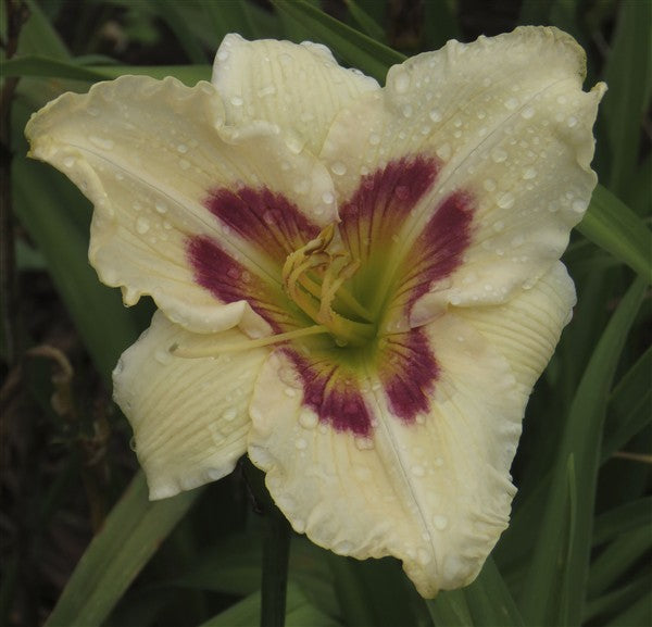 Hemerocallis (daylily) - Femme Fatale - 2 plants p-pack
