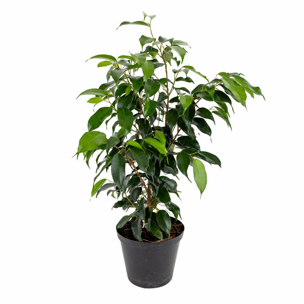 Ficus Benjamin 'Vivian' 15cm
