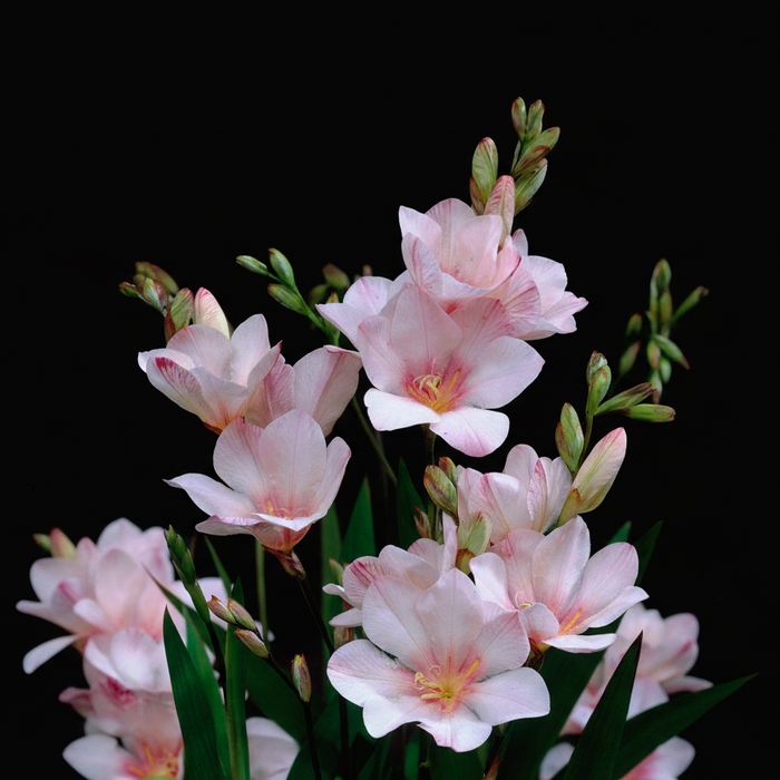 Tritonia 'Pink Sensation' - 25 bulbs p-pack