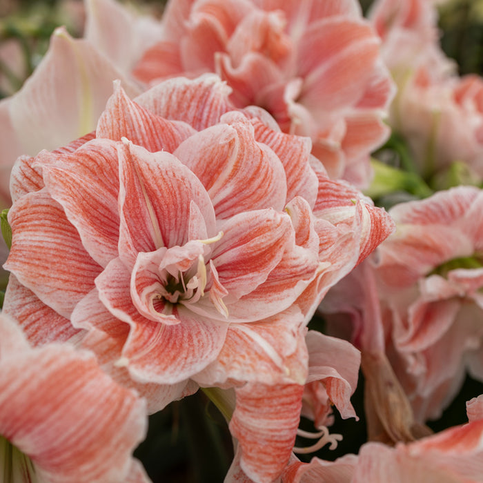 Amaryllis Symphony Double - First Love™- 1 bulb