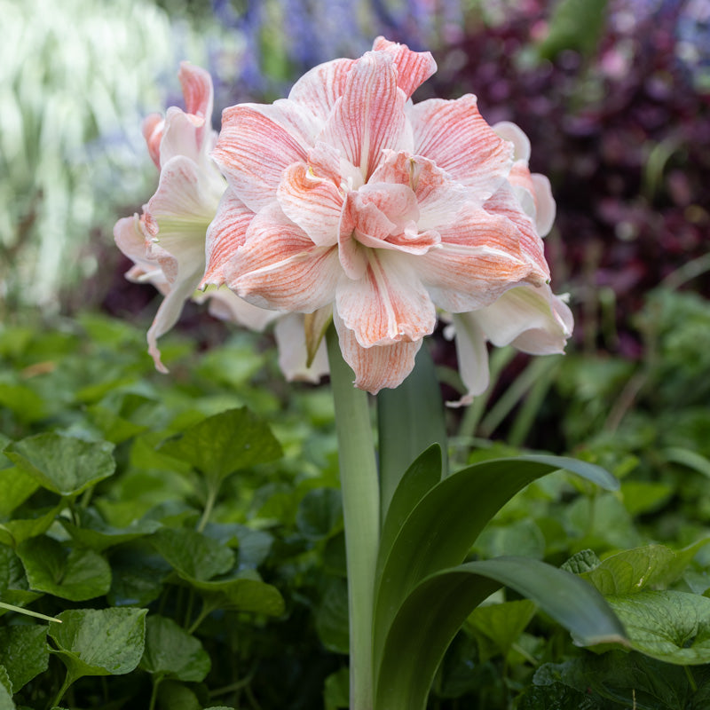 Hippeastrum (amaryllis) Symphony Double - First Love™- 1 bulb — Hadeco ...