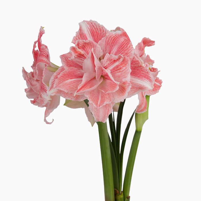 Amaryllis Symphony Double - First Love™- 1 bulb