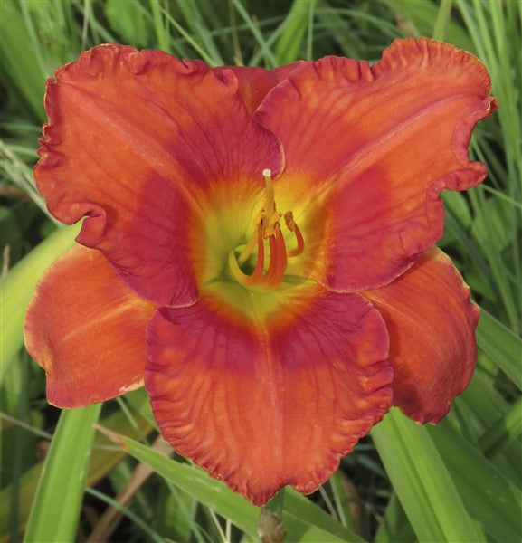 Hemerocallis (daylily) - Flamenco Flame - 2 plants p-pack