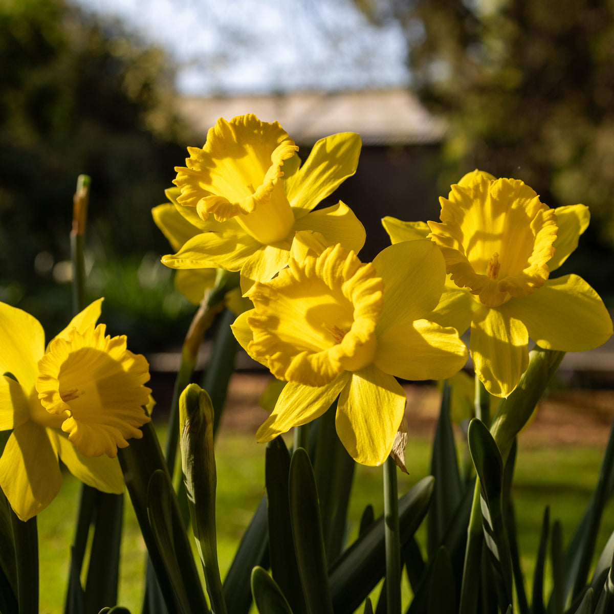 Narcissus (daffodil) - Flower Carpet - 5 bulbs p-pack — Hadeco.co.za
