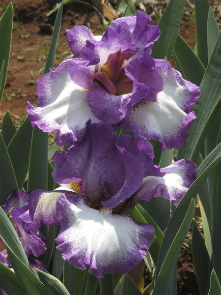 Bearded Iris - Footloose - 1 plant