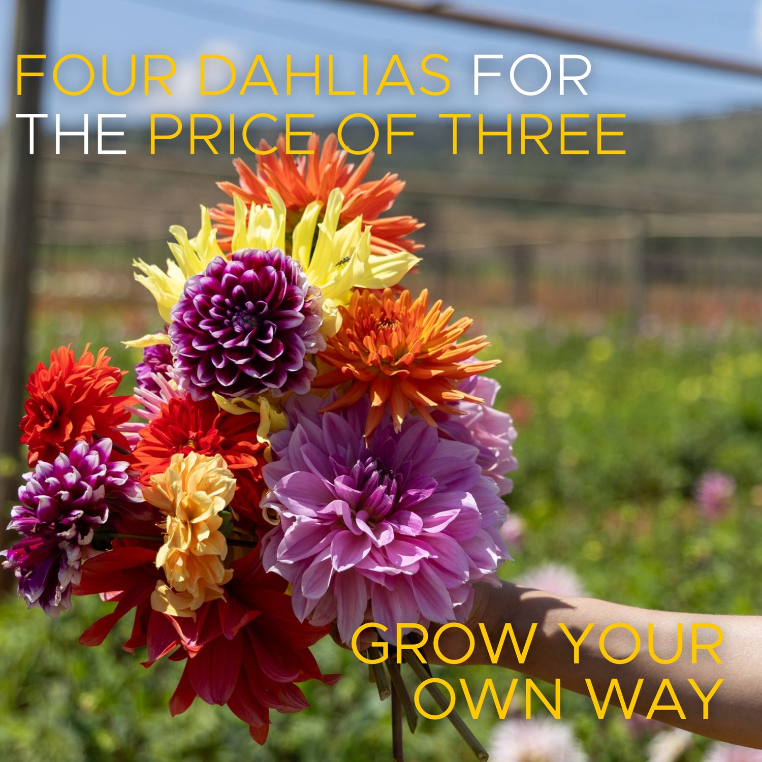 Four the Love of Dahlias