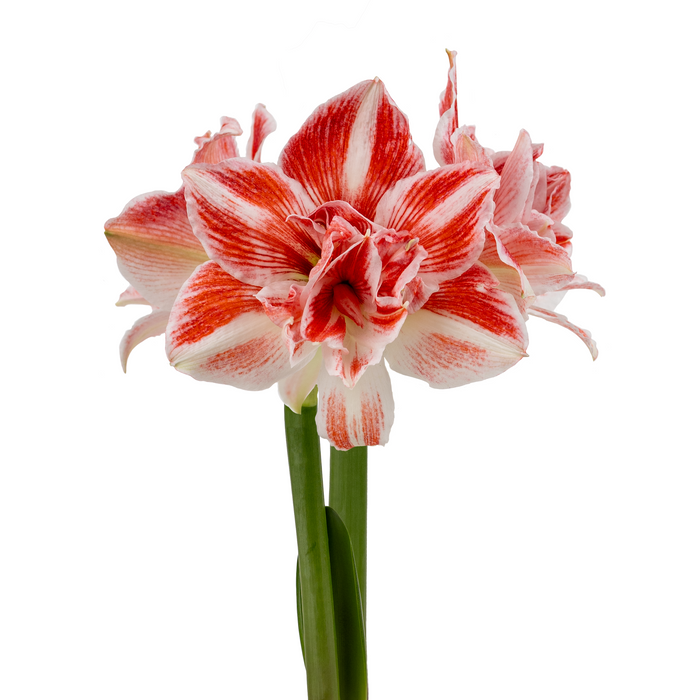 Hippeastrum (amaryllis) Symphony Double- Fragrant Fantasy™ - 1 bulb p-packet