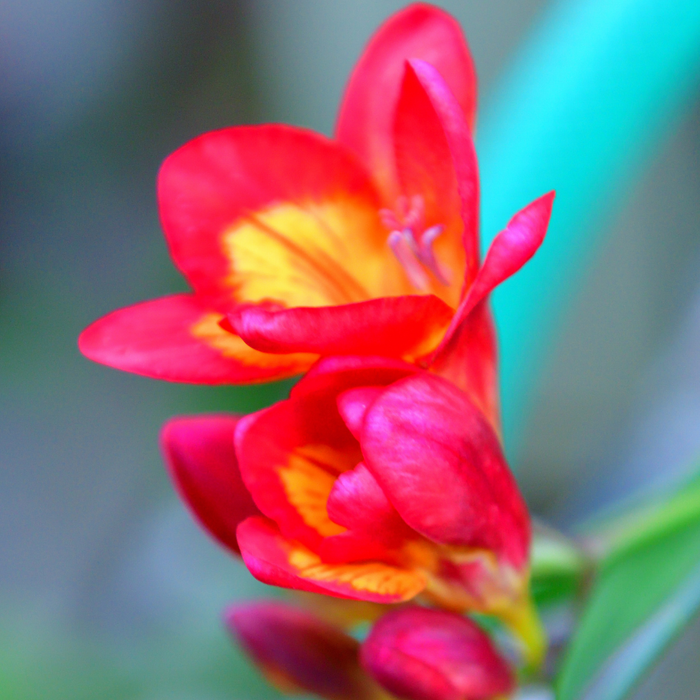 Freesias - Red with yellow centre - 25 bulbs p-pack