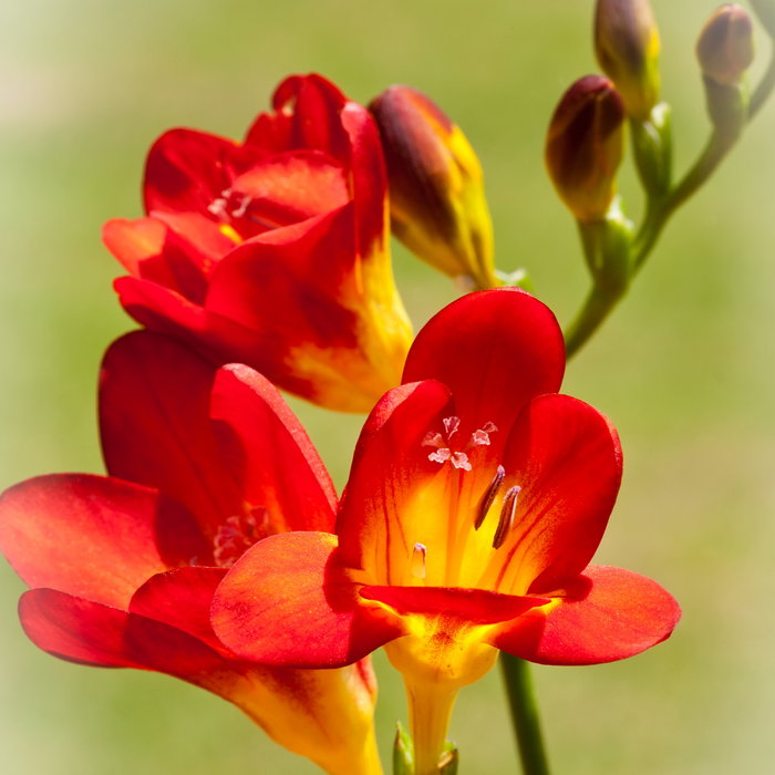 Freesias - Red with yellow centre - 25 bulbs p-pack