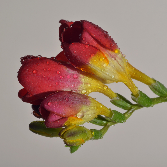 Freesias - Red with yellow centre - 25 bulbs p-pack