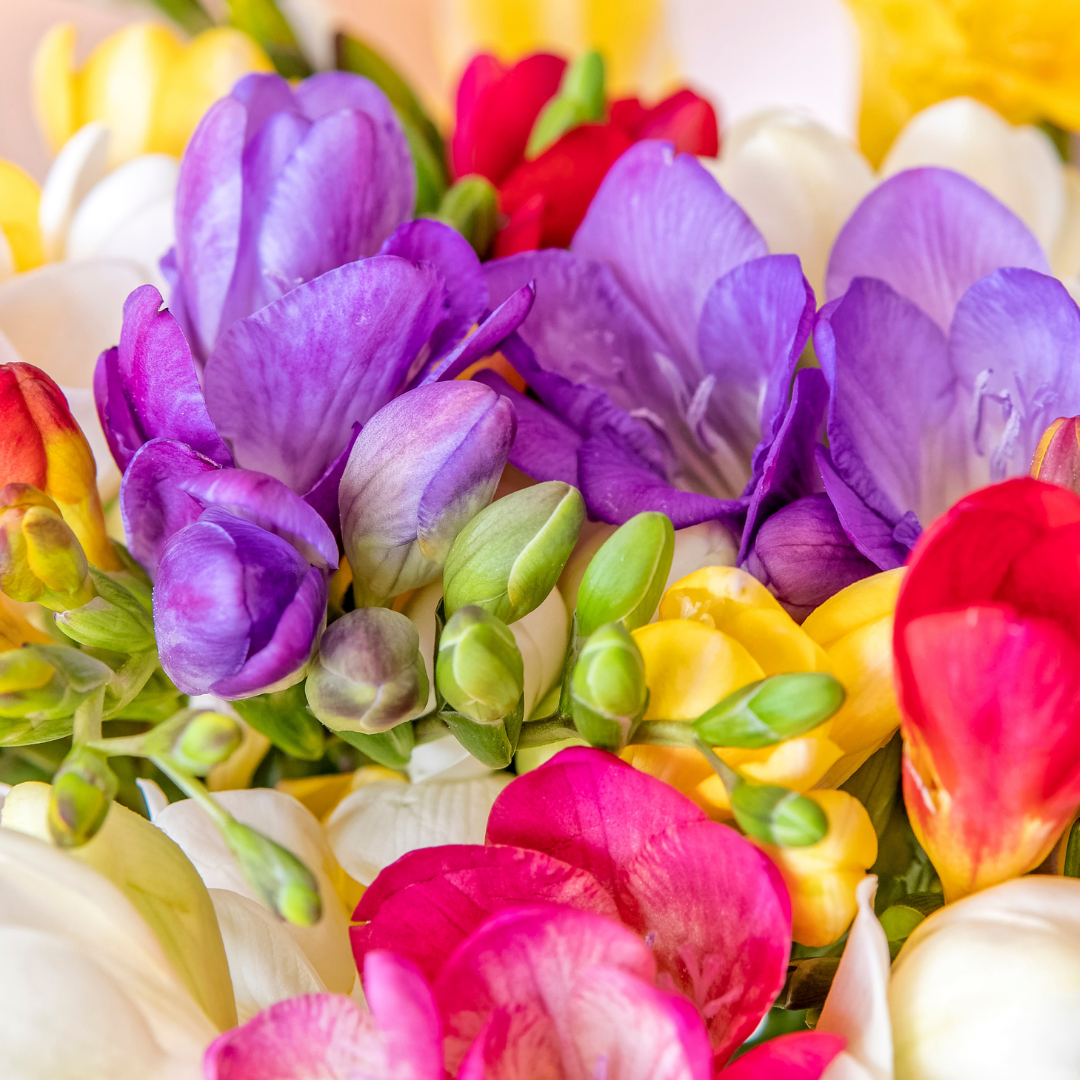 Freesia