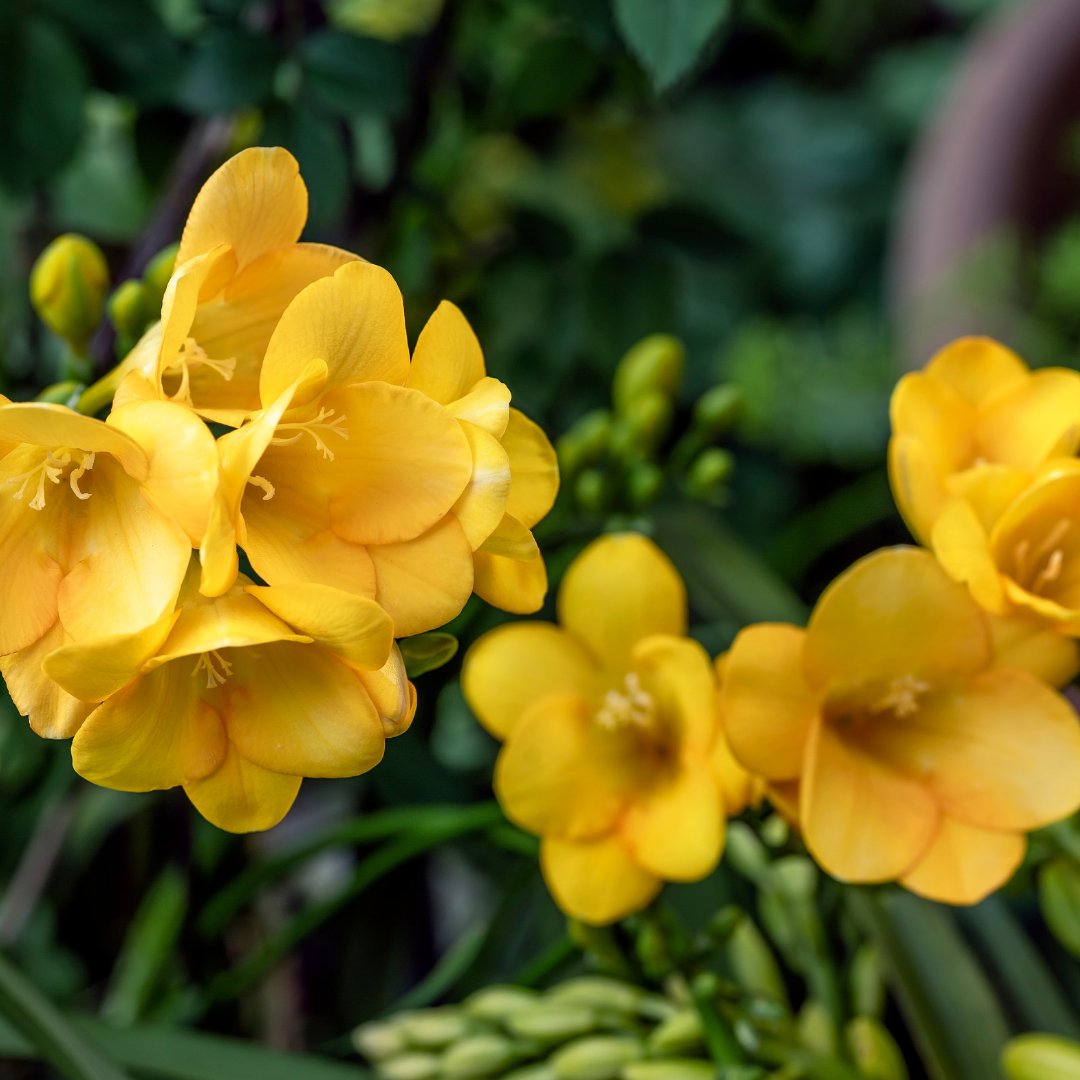Freesias - Yellow - 25 bulbs p-pack — Hadeco.co.za