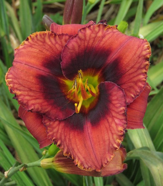 Hemerocallis (daylily) - Galaxy afar - 2 plants p-pack