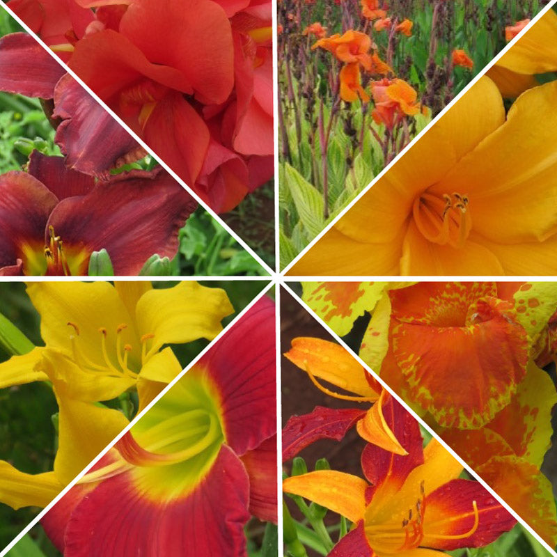 Bulb of The Month Club