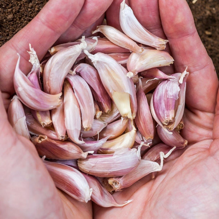 Allium sativum (garlic) - 25 cloves p-pack