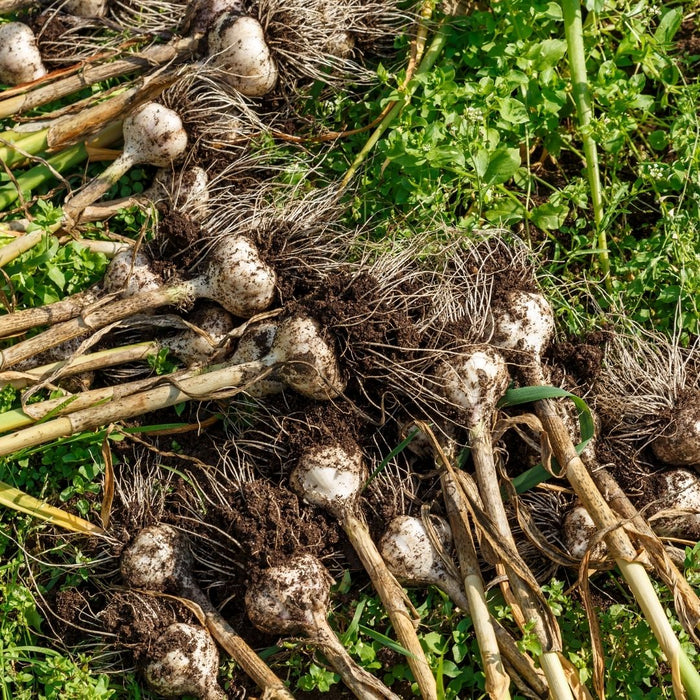 Allium sativum (garlic) - 25 cloves p-pack