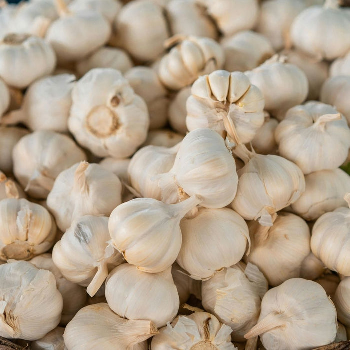 Allium sativum (garlic) - 25 cloves p-pack