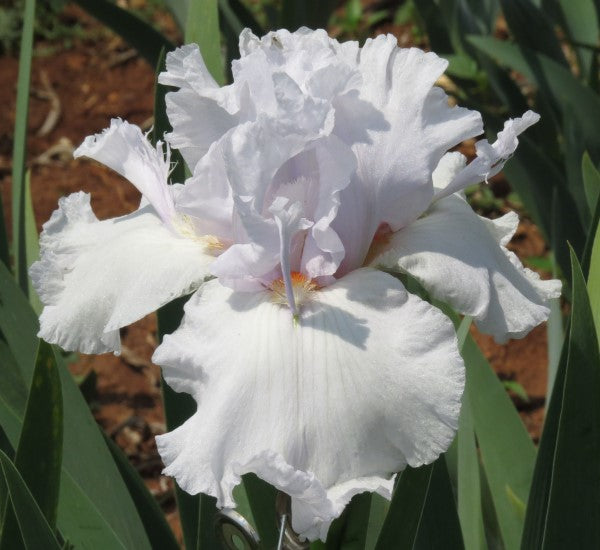 Bearded Iris - Glacier Spoon