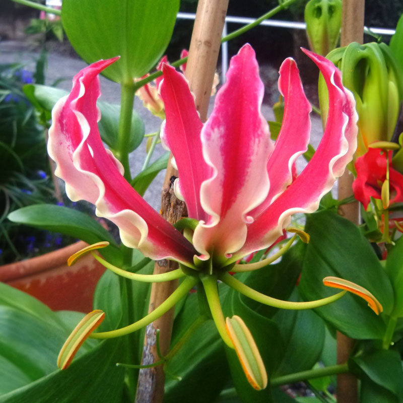 white gloriosa lily Gloriosa (flame lily) - Rainbow