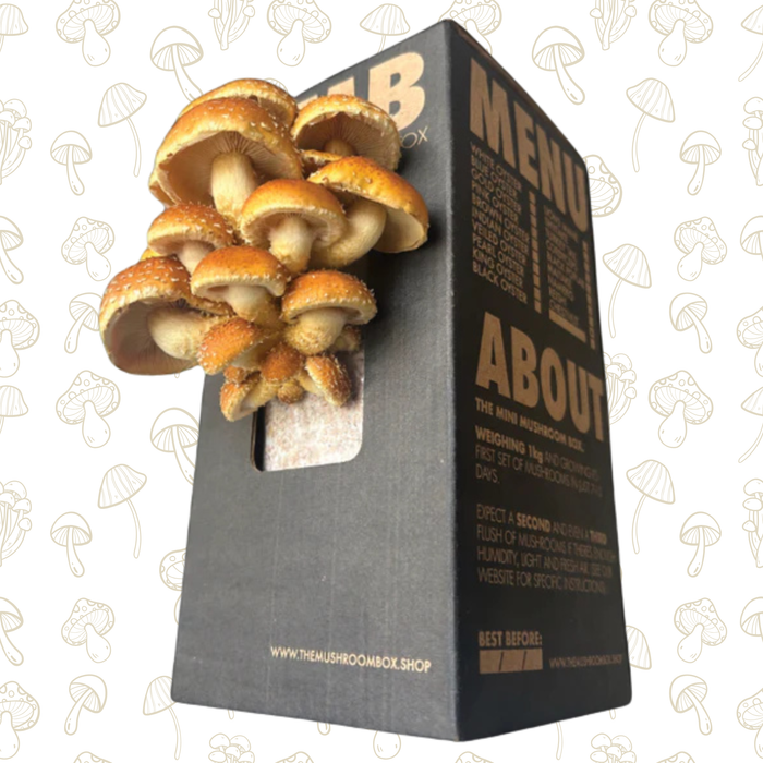 Gourmet - Chestnut Mushroom Box