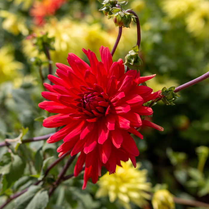 Dahlia Border - Graz - 2 bulbs p-pack