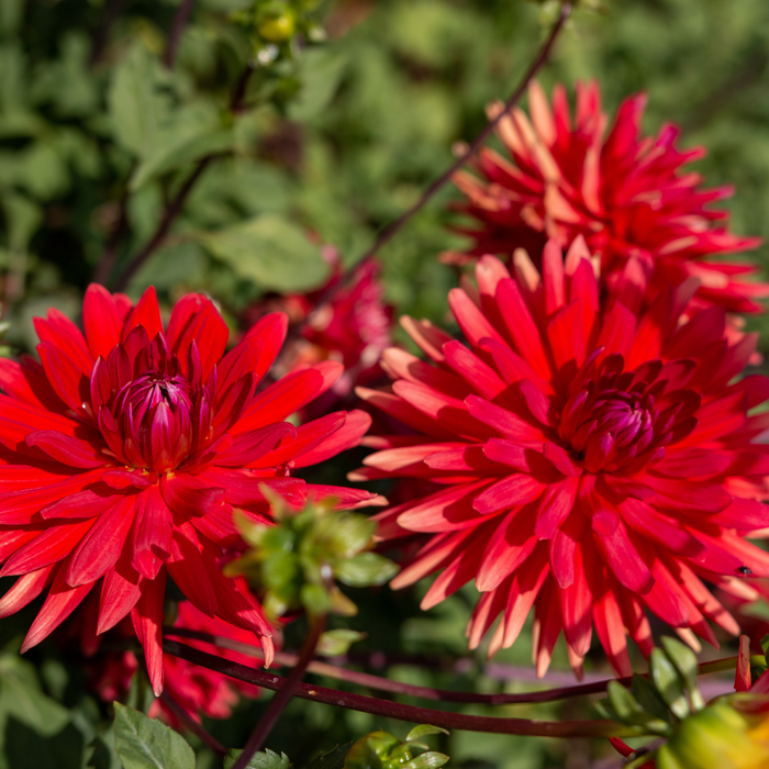 Dahlia Border - Graz - 2 bulbs p-pack