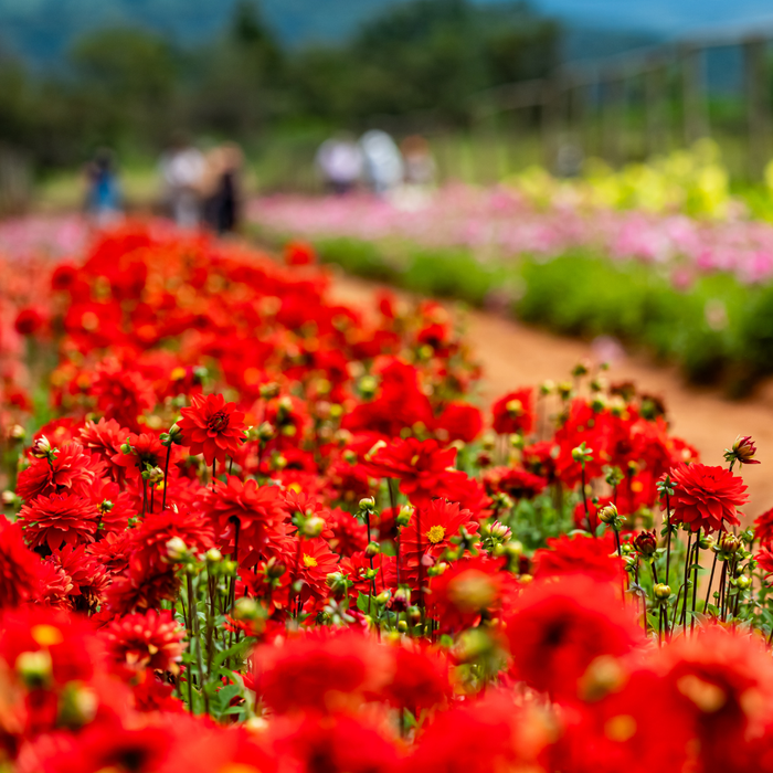 Dahlia Border - Graz - 2 bulbs p-pack