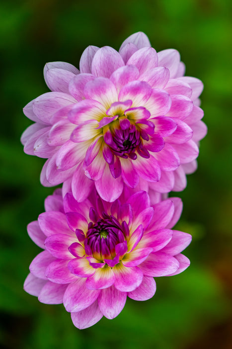 HD Dahlia - Nepos - Screensaver - Free Download