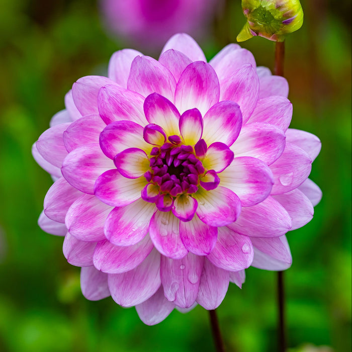 HD Dahlia - Nepos - Screensaver - Free Download