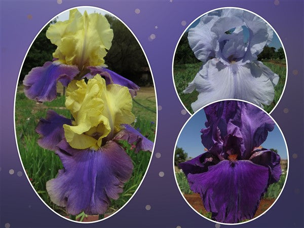 Bearded Iris - Combo #43 - 3 plants p-pack (3 varieties)