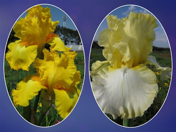 Bearded Iris - Combo #49 - 2 plants p-pack (2 varieties)