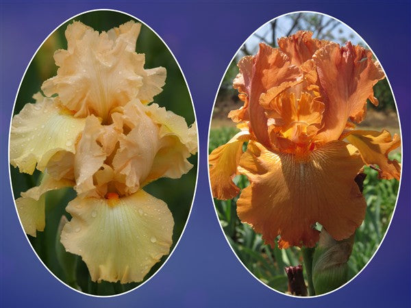 Bearded Iris - Combo #50 - 2 plants p-pack (2 varieties)