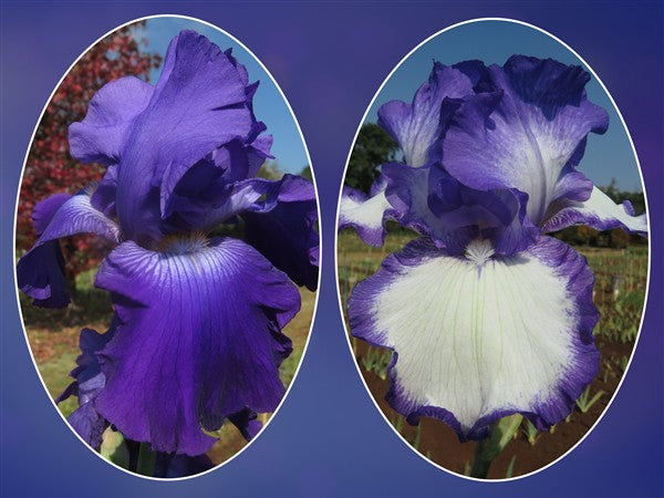 Bearded Iris - Combo #51 - 2 plants p-pack (2 varieties)