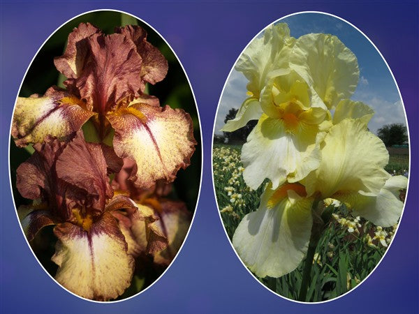 Bearded Iris - Combo #52 - 2 plants p-pack (2 varieties)